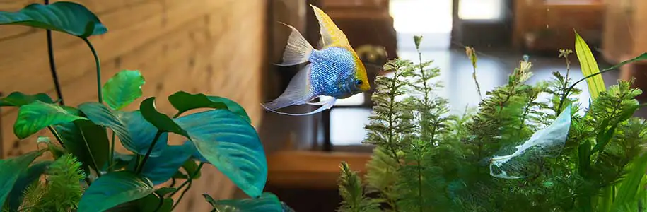 éclairage aquarium